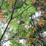 ミツバアケビ の高画質写真です。横浜市で、2025年11月4日に撮影したものです。