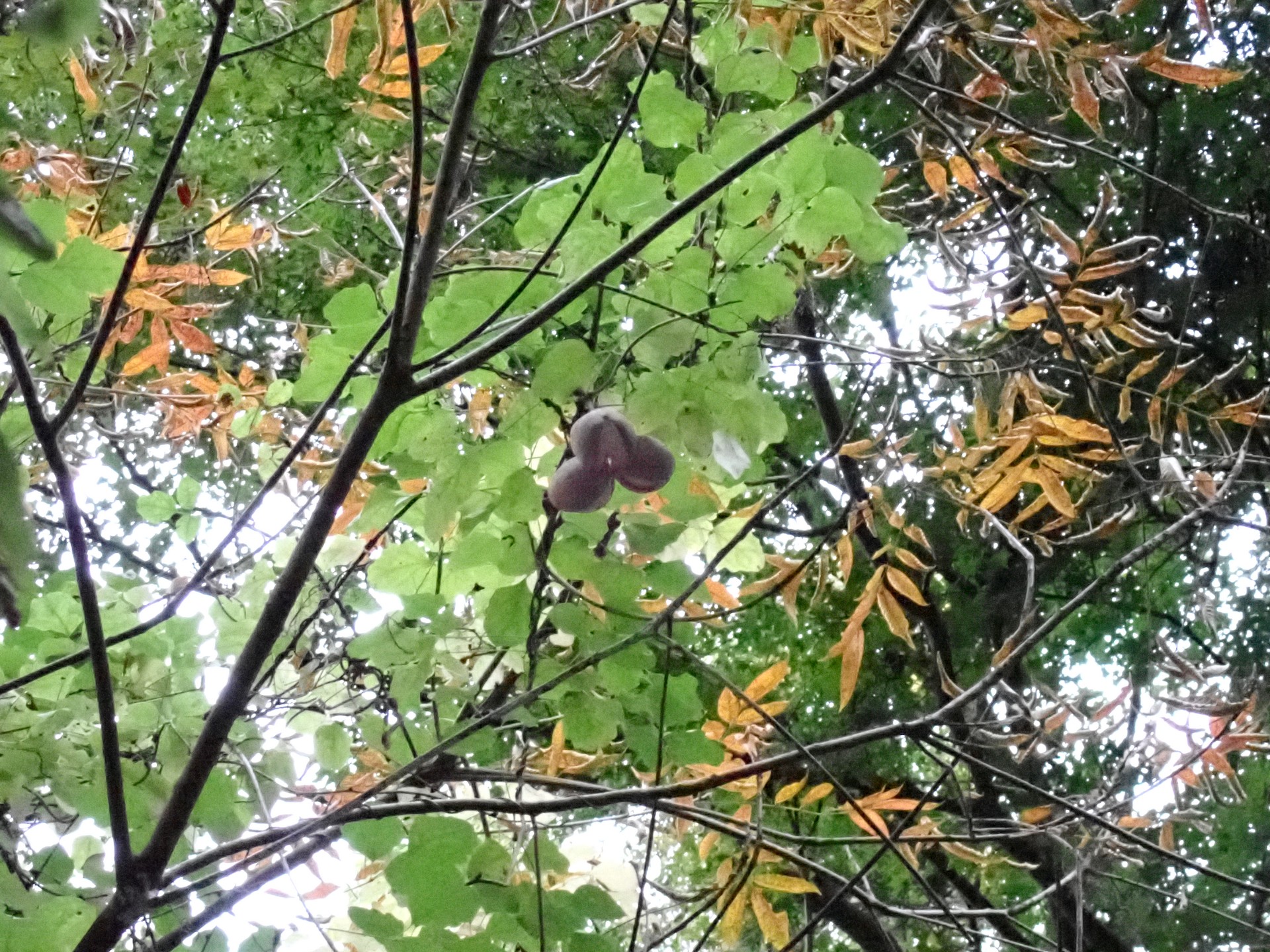 ミツバアケビ の高画質写真です。横浜市で、2025年11月4日に撮影したものです。