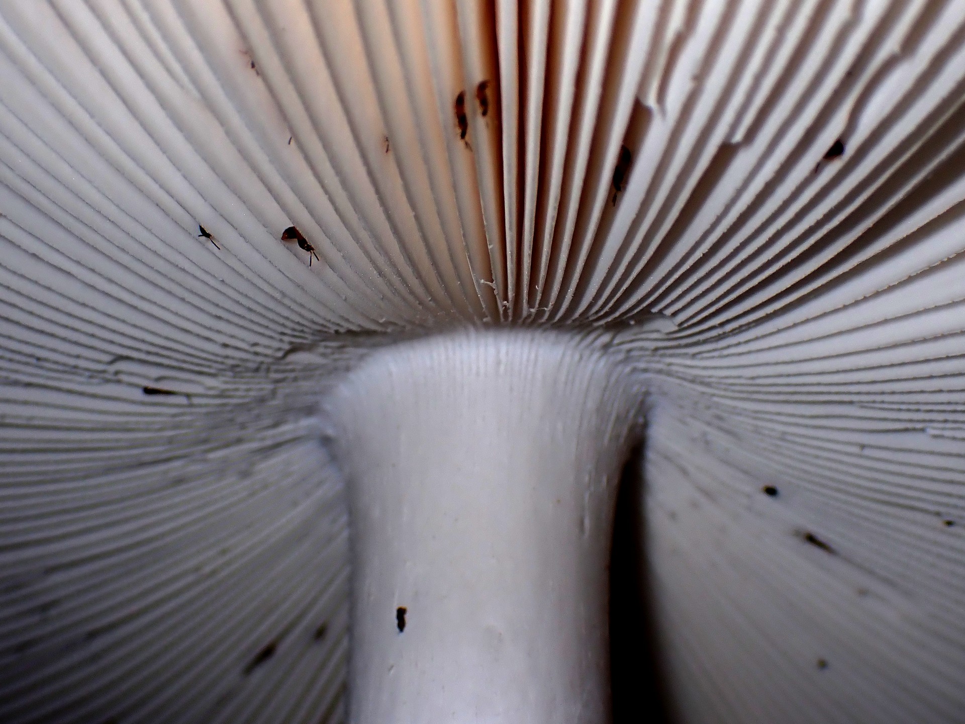 ミヤマタマゴタケ の高画質写真です。横浜市で、2025年11月7日に撮影したものです。