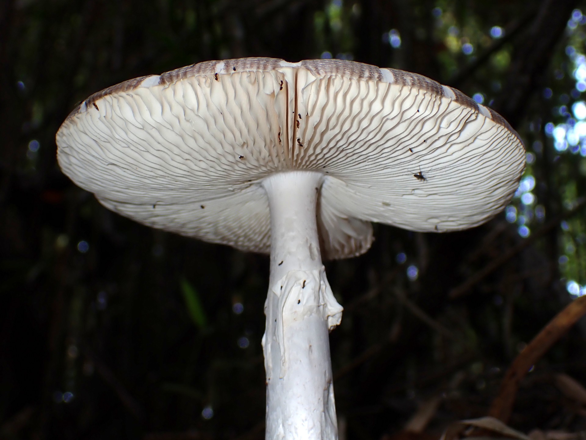 ミヤマタマゴタケ の高画質写真です。横浜市で、2025年11月7日に撮影したものです。