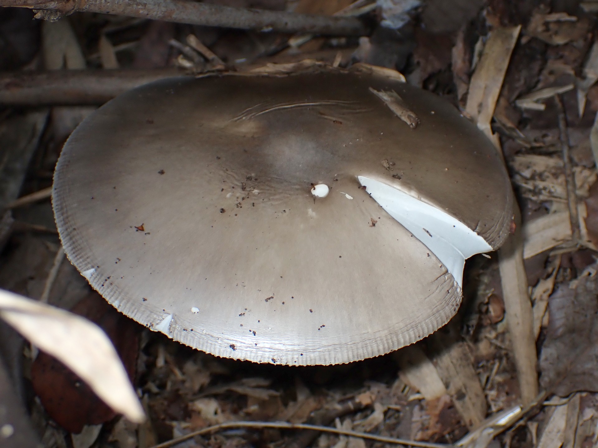 ミヤマタマゴタケ の高画質写真です。横浜市で、2025年11月7日に撮影したものです。