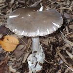 ミヤマタマゴタケ の高画質写真です。横浜市で、2025年11月7日に撮影したものです。