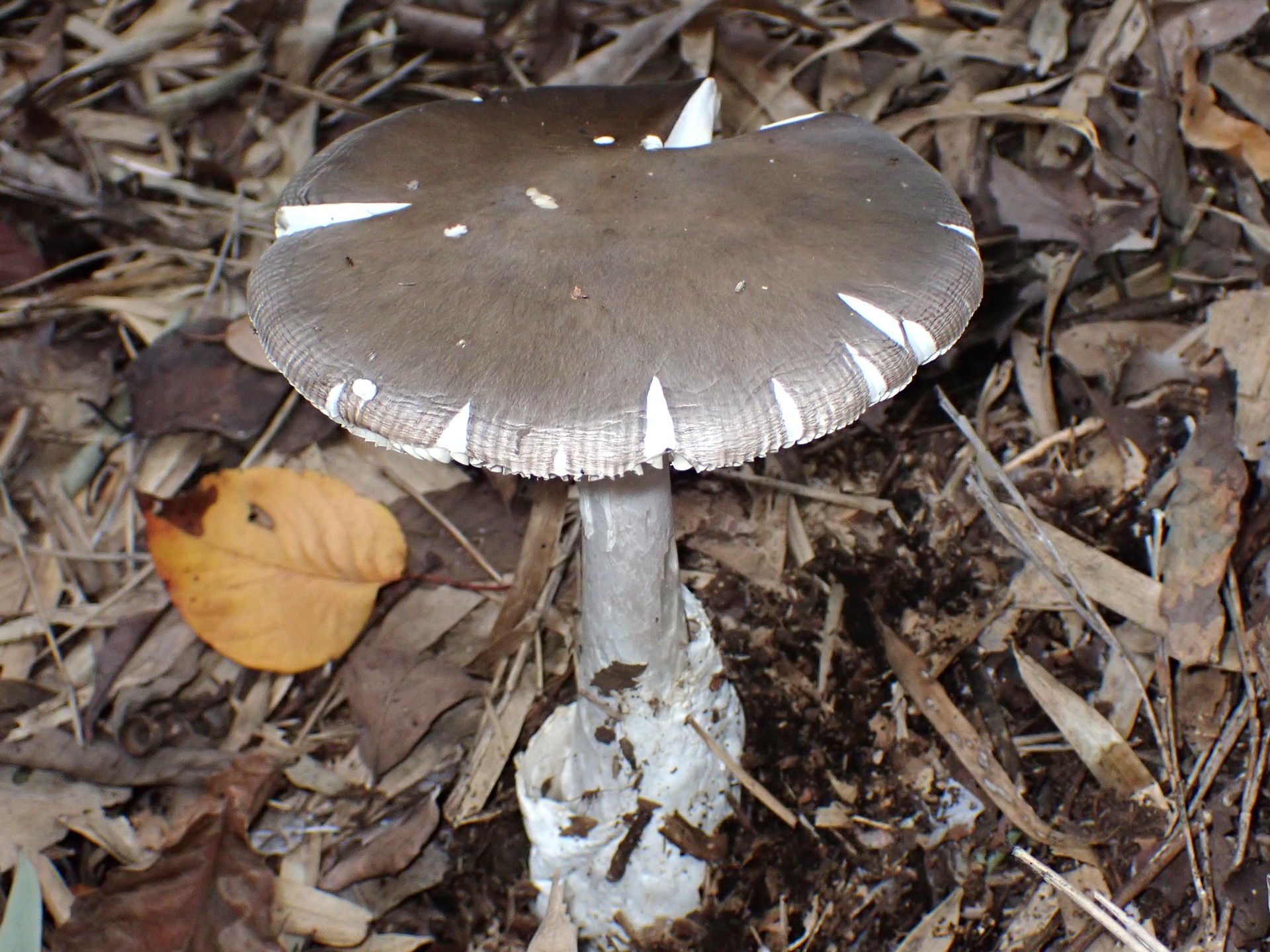 ミヤマタマゴタケ の高画質写真です。横浜市で、2025年11月7日に撮影したものです。