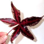 モミジバフウ の高画質写真です。横浜市で、2025年11月6日に撮影したものです。