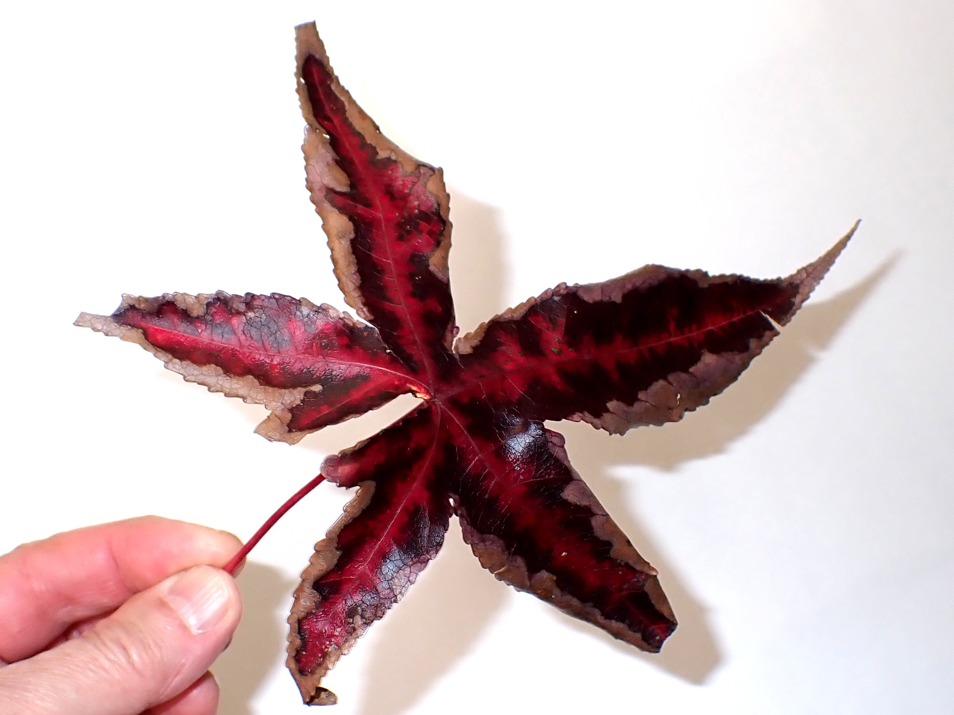 モミジバフウ の高画質写真です。横浜市で、2025年11月6日に撮影したものです。