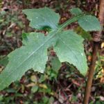 ムラサキニガナ の高画質写真です。横浜市で、2025年11月6日に撮影したものです。