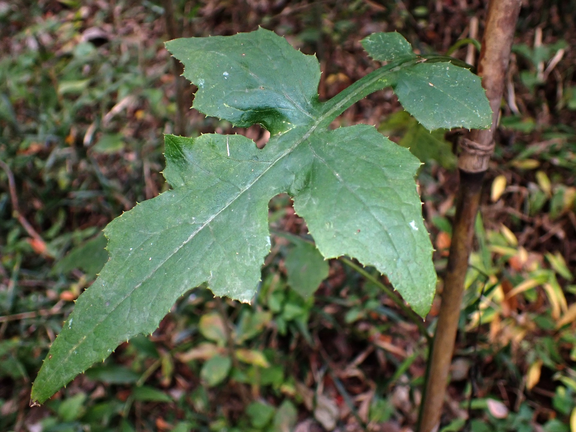 ムラサキニガナ の高画質写真です。横浜市で、2025年11月6日に撮影したものです。