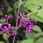 ムラサキシキブ の高画質写真です。横浜市で、2025年11月1日に撮影したものです。