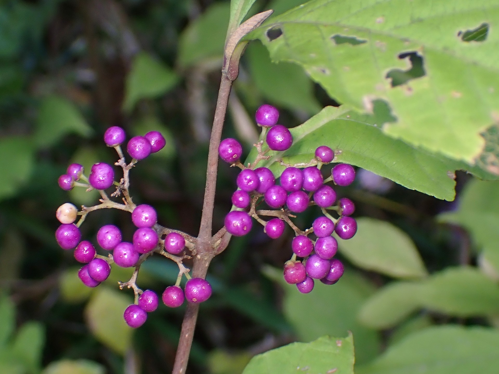 ムラサキシキブ の高画質写真です。横浜市で、2025年11月1日に撮影したものです。