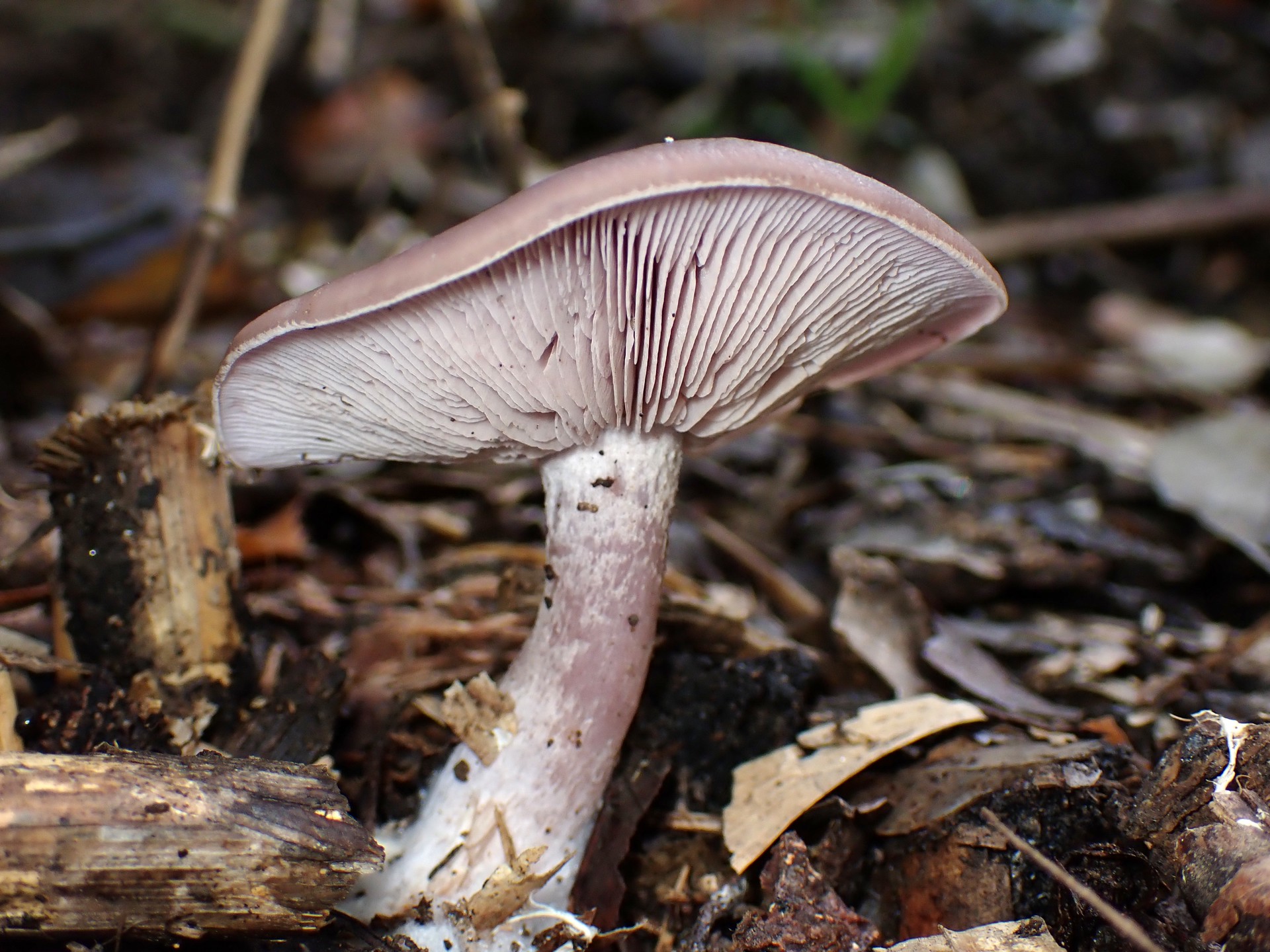 ムラサキシメジ の高画質写真です。横浜市で、2025年11月10日に撮影したものです。