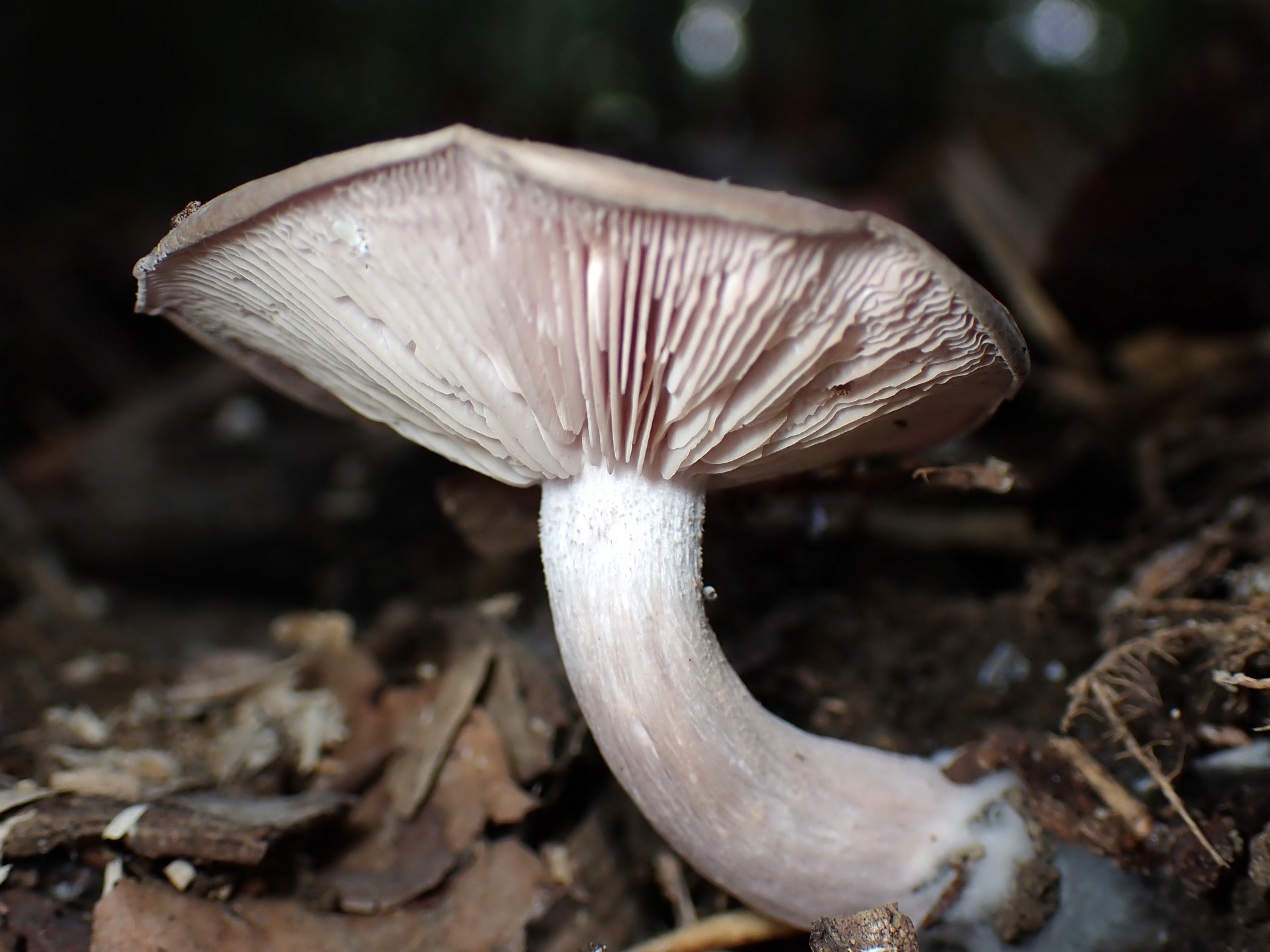 ムラサキシメジ の高画質写真です。横浜市で、2025年11月7日に撮影したものです。