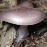 ムラサキシメジ の高画質写真です。横浜市で、2025年11月7日に撮影したものです。