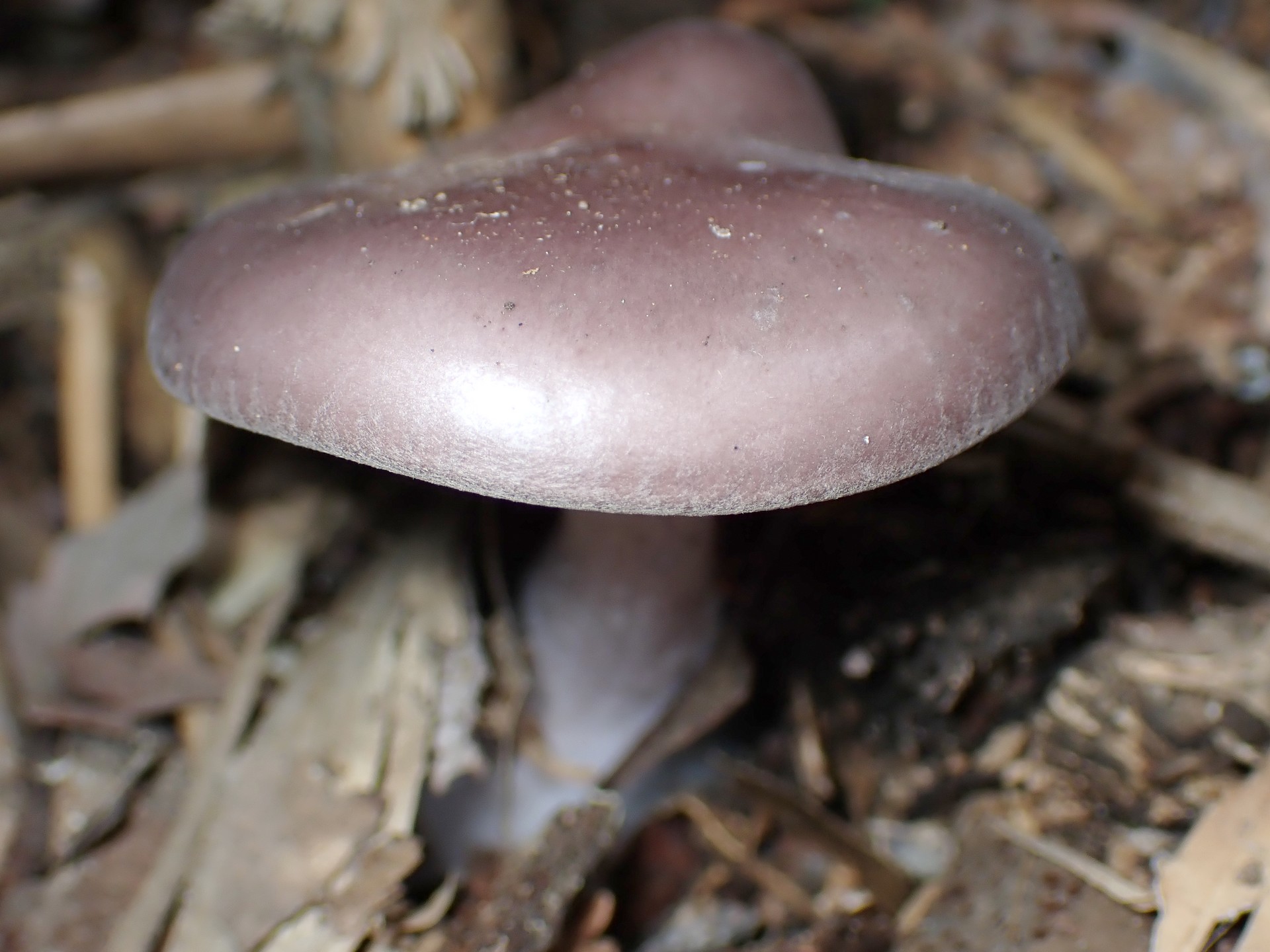 ムラサキシメジ の高画質写真です。横浜市で、2025年11月7日に撮影したものです。