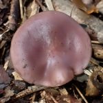 ムラサキシメジ の高画質写真です。横浜市で、2025年11月10日に撮影したものです。