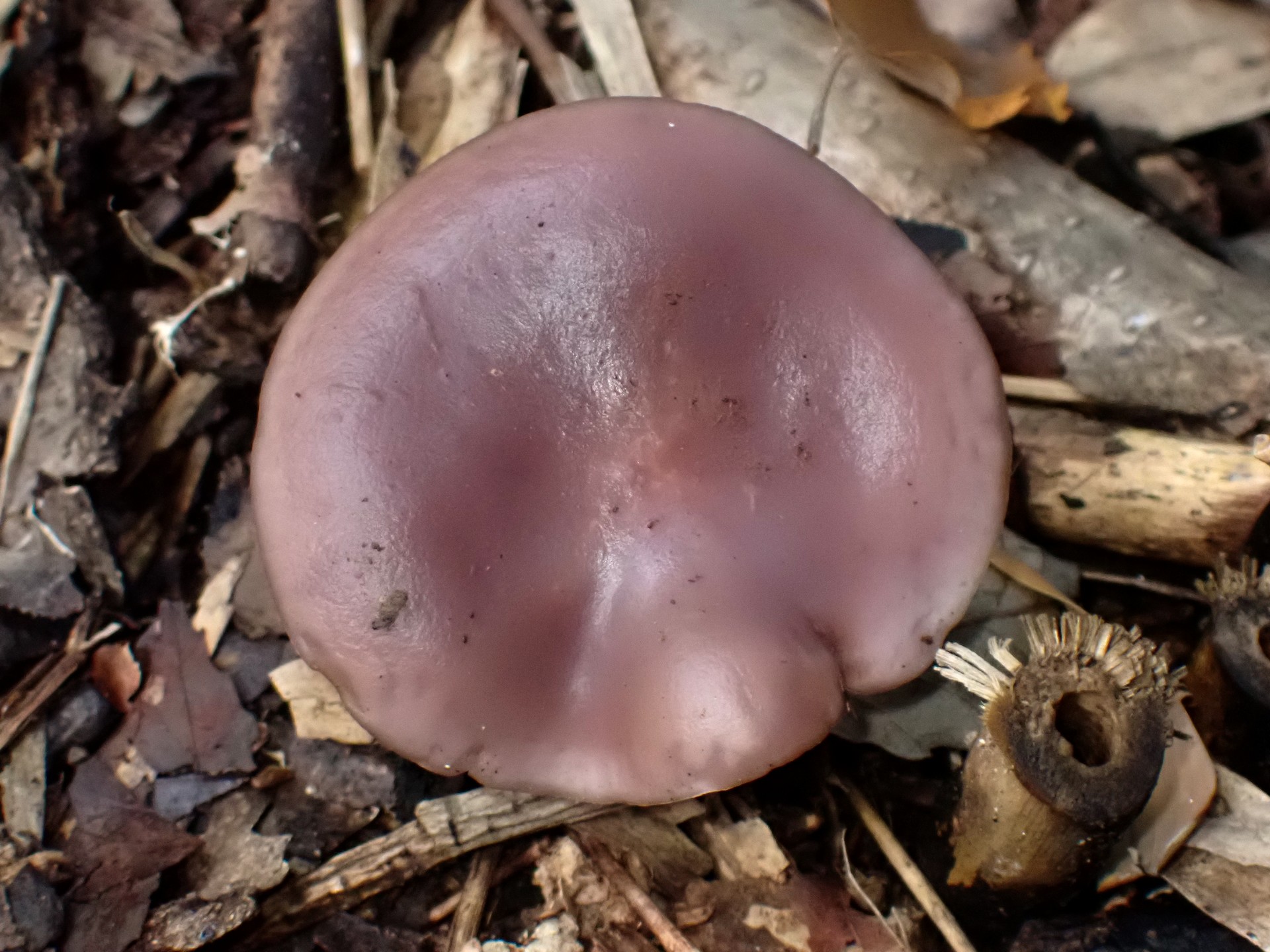 ムラサキシメジ の高画質写真です。横浜市で、2025年11月10日に撮影したものです。
