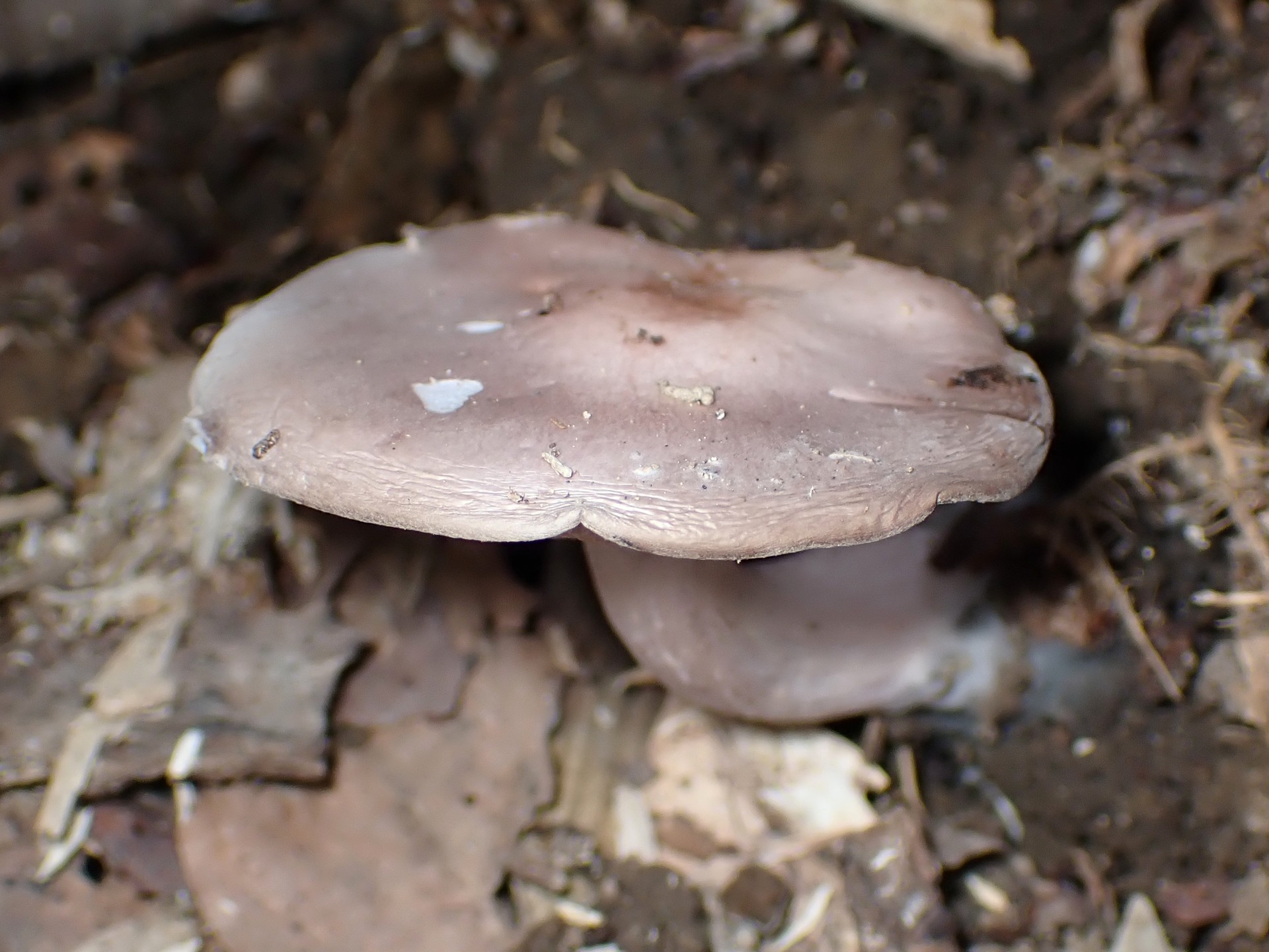 ムラサキシメジ の高画質写真です。横浜市で、2025年11月7日に撮影したものです。