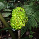 ムサシアブミ の高画質写真です。横浜市で、2025年11月3日に撮影したものです。