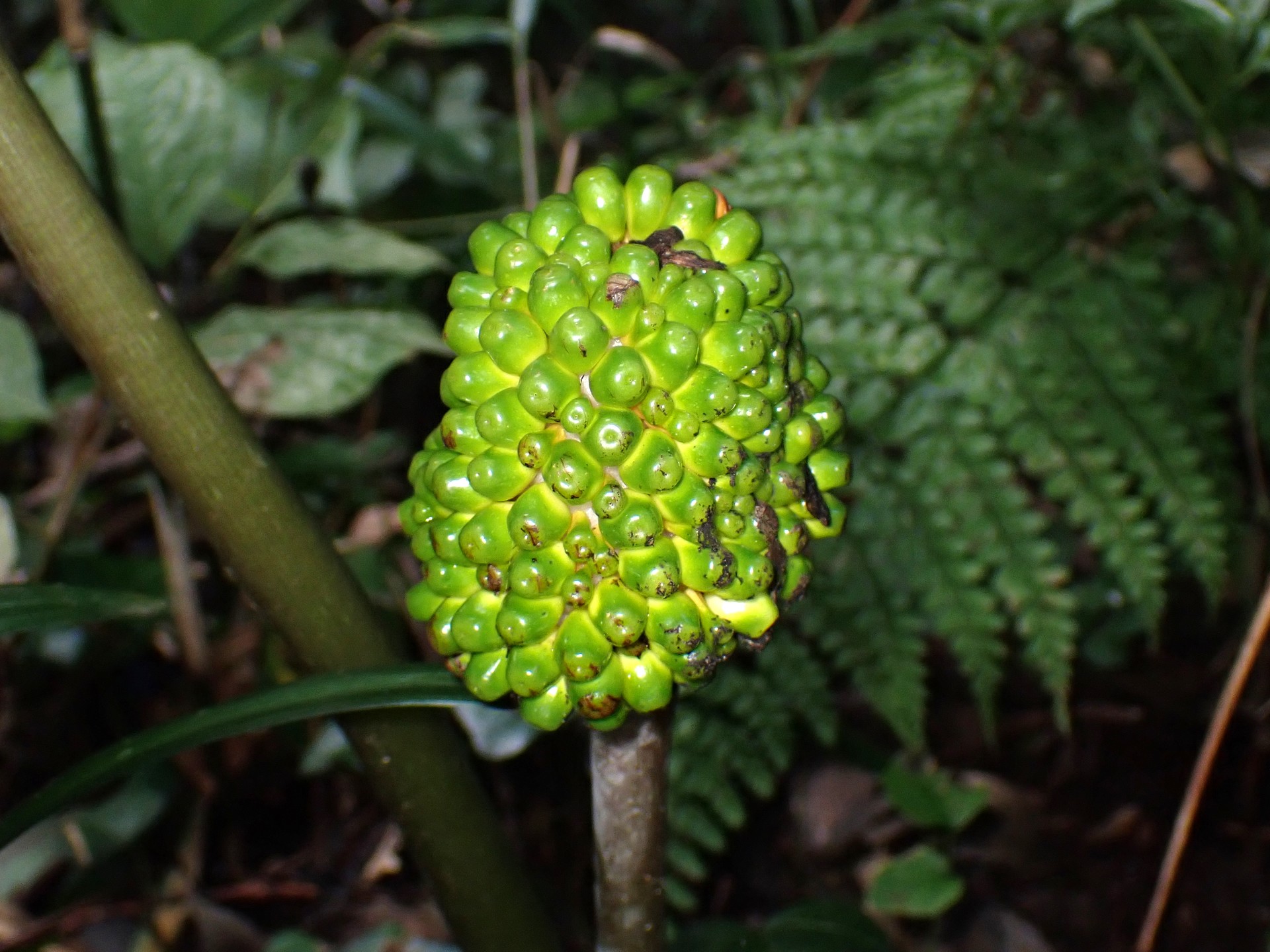 ムサシアブミ の高画質写真です。横浜市で、2025年11月3日に撮影したものです。