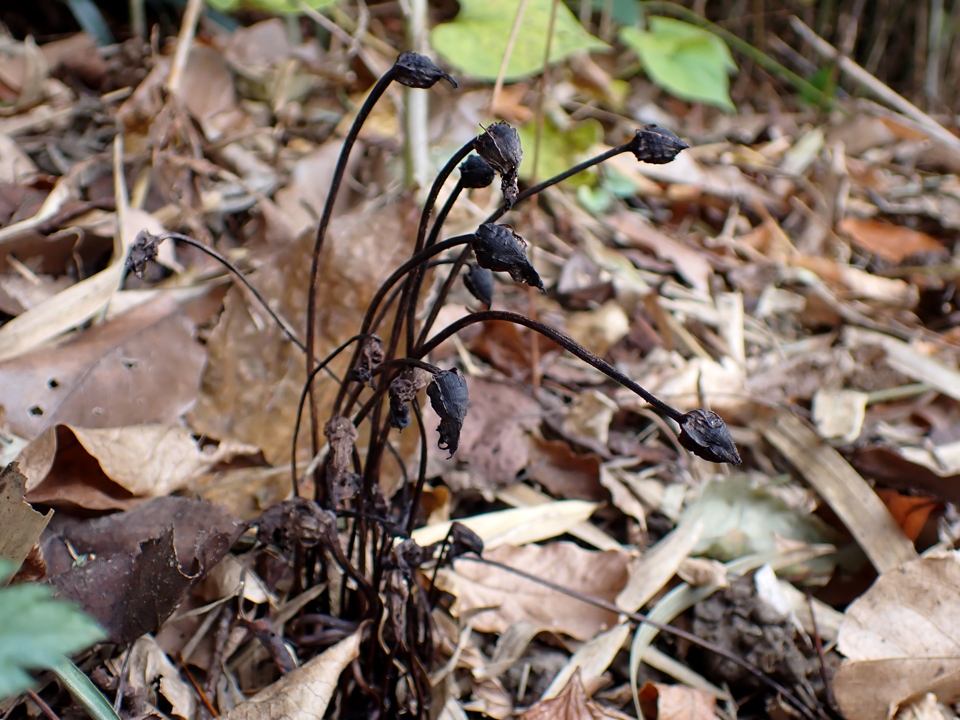 ナンバンギセル の高画質写真です。横浜市で、2025年11月29日に撮影したものです。