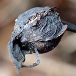 ナンバンギセル の高画質写真です。横浜市で、2025年11月29日に撮影したものです。