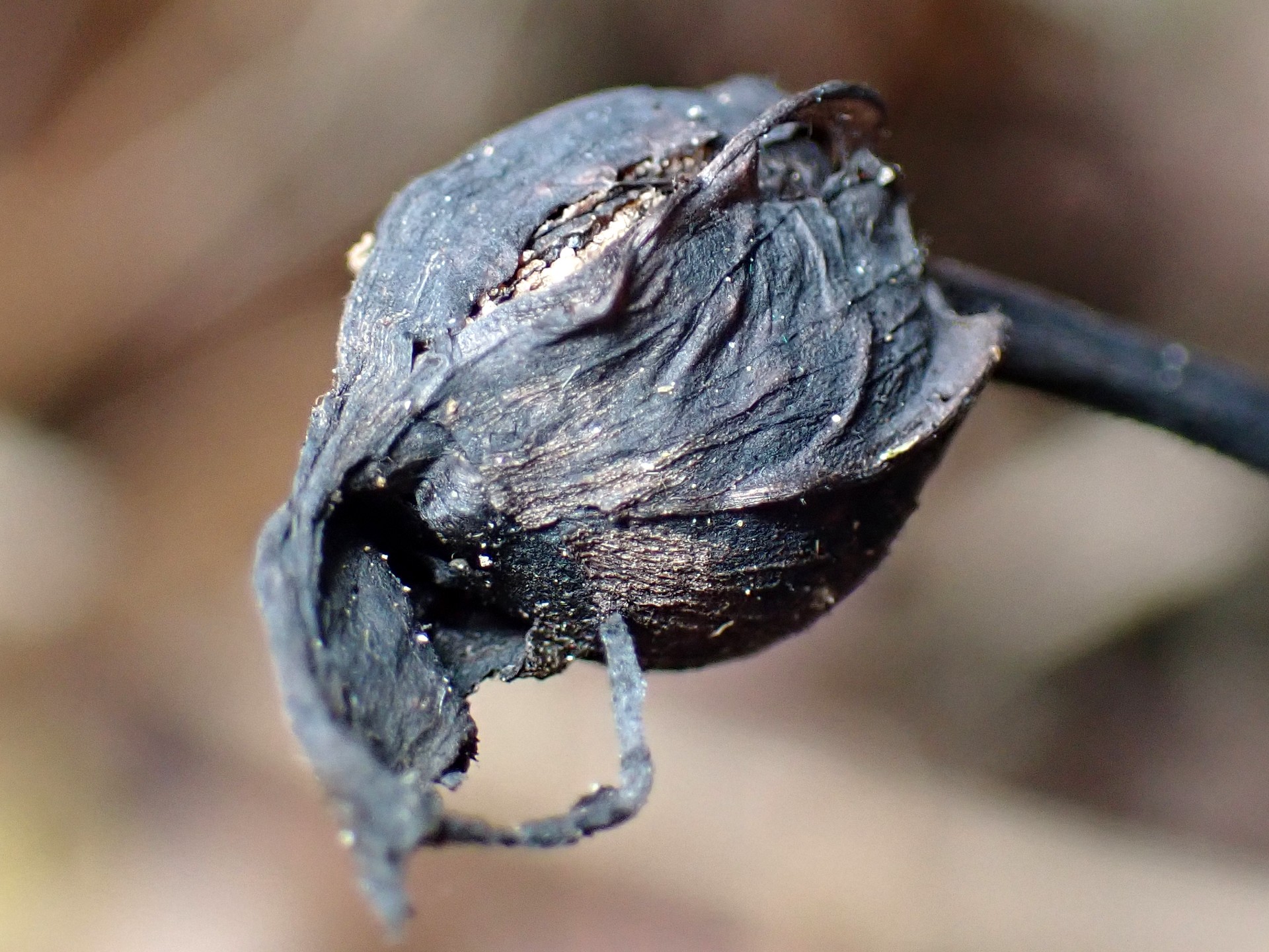 ナンバンギセル の高画質写真です。横浜市で、2025年11月29日に撮影したものです。