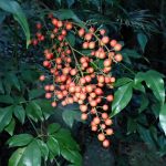 ナンテン の高画質写真です。横浜市で、2025年11月12日に撮影したものです。