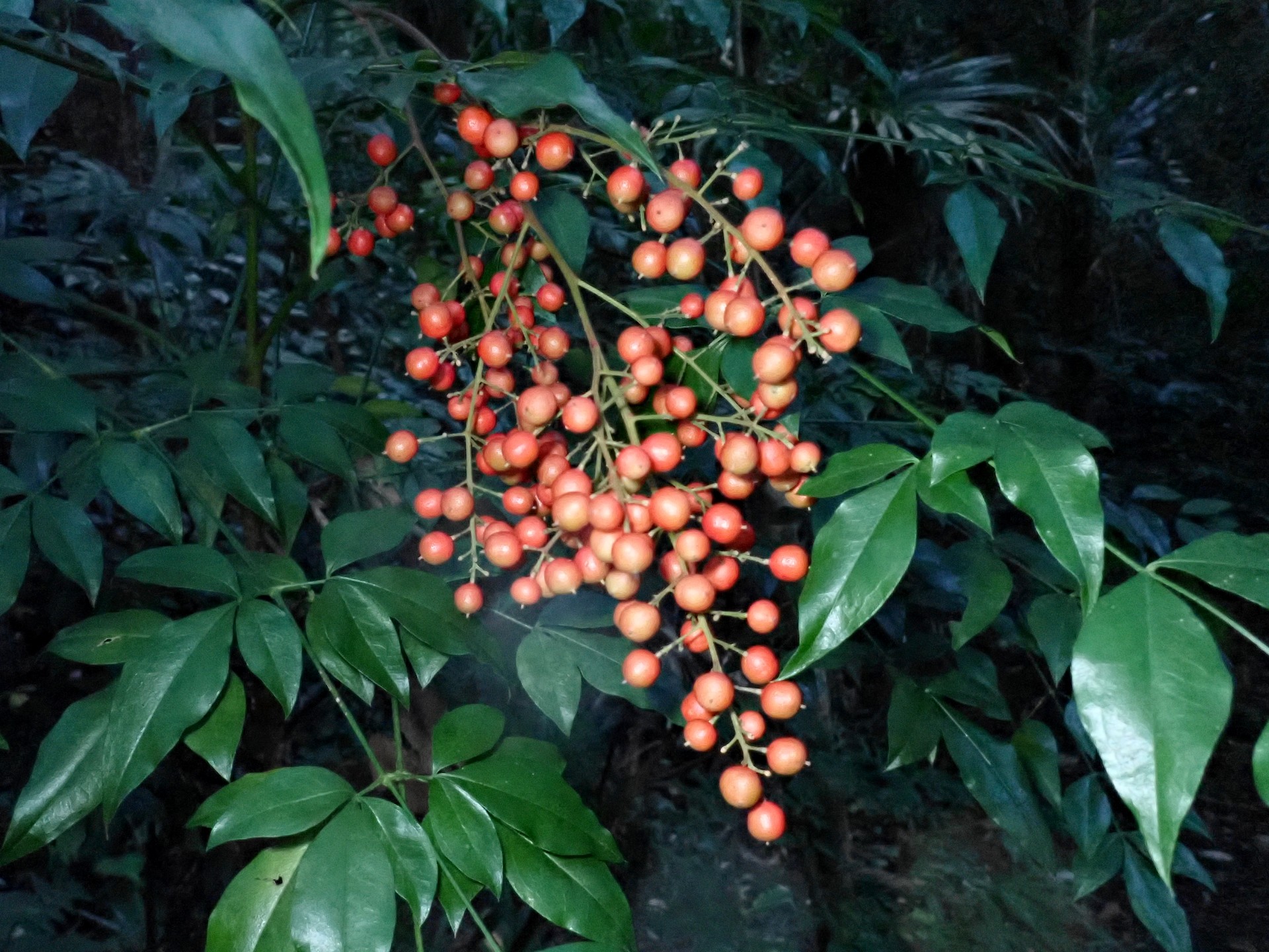 ナンテン の高画質写真です。横浜市で、2025年11月12日に撮影したものです。