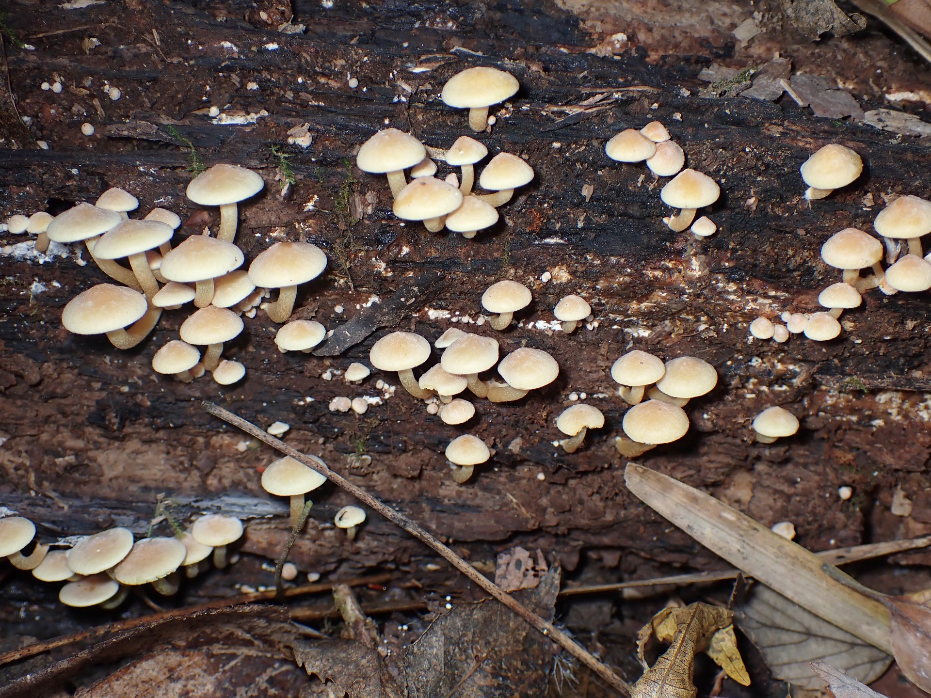 ニガクリタケ の高画質写真です。横浜市で、2025年11月17日に撮影したものです。