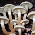 ニガクリタケ の高画質写真です。横浜市で、2025年11月17日に撮影したものです。