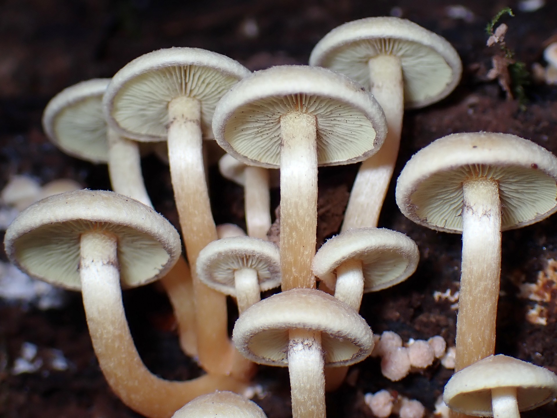 ニガクリタケ の高画質写真です。横浜市で、2025年11月17日に撮影したものです。