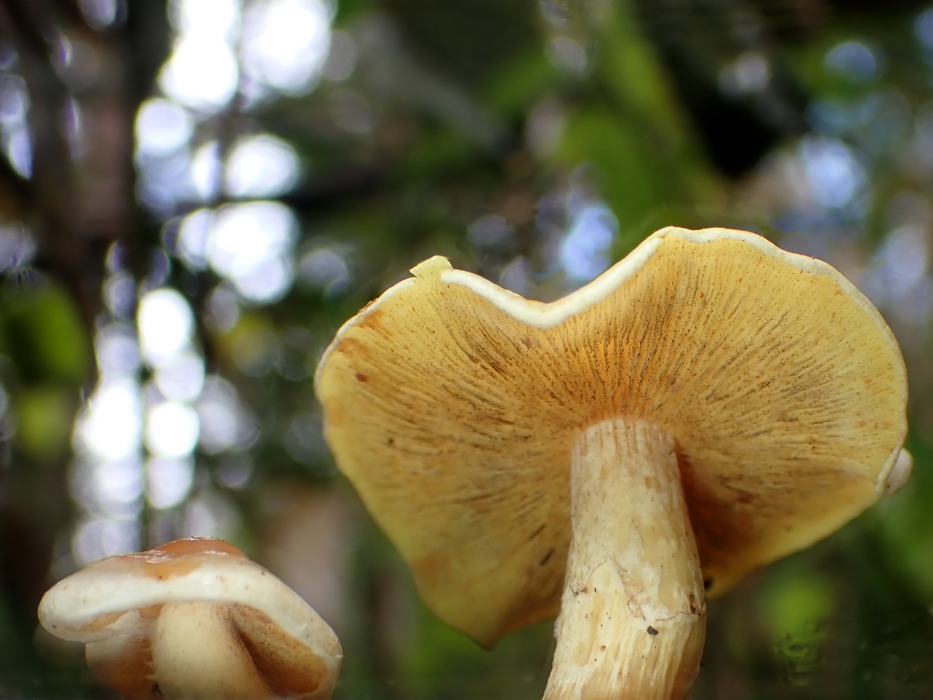 ニガクリタケモドキ の高画質写真です。横浜市で、2025年11月10日に撮影したものです。