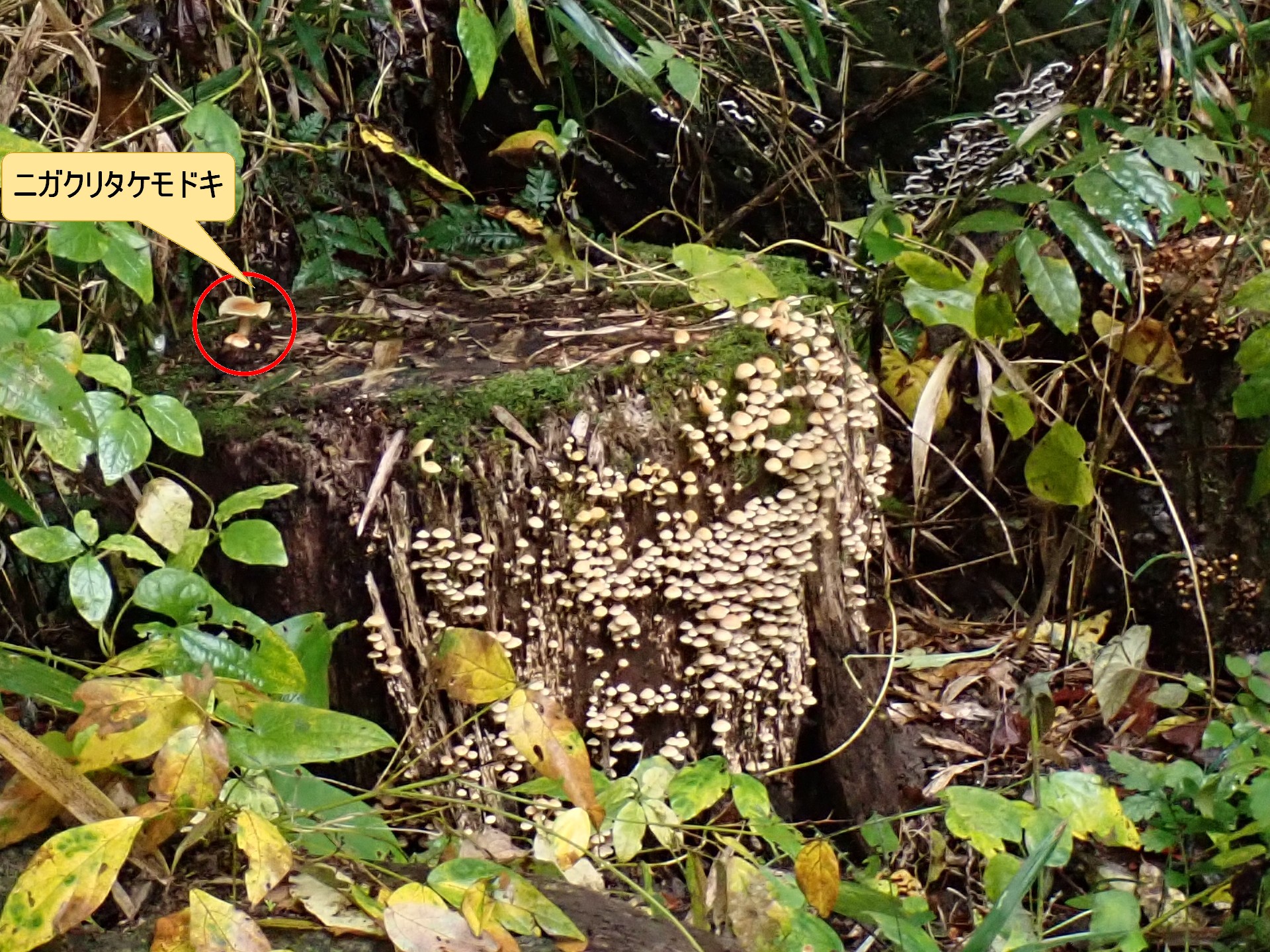 ニガクリタケモドキ の高画質写真です。横浜市で、2025年11月10日に撮影したものです。