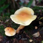 ニガクリタケモドキ の高画質写真です。横浜市で、2025年11月10日に撮影したものです。