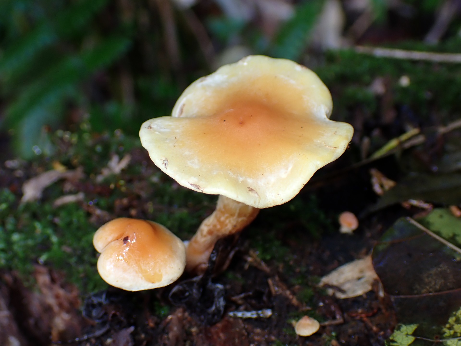 ニガクリタケモドキ の高画質写真です。横浜市で、2025年11月10日に撮影したものです。