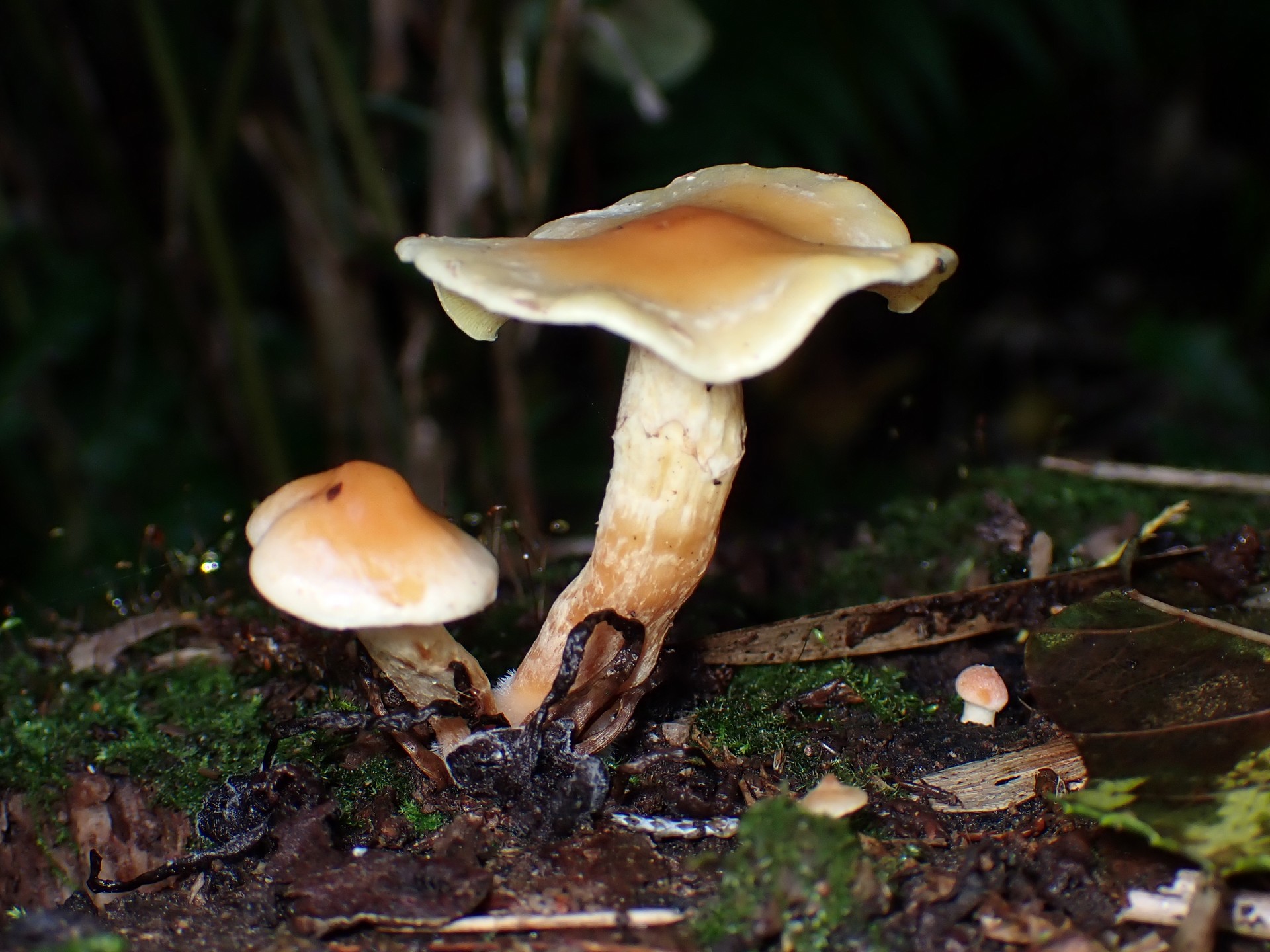 ニガクリタケモドキ の高画質写真です。横浜市で、2025年11月10日に撮影したものです。