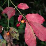 ニシキギ の高画質写真です。横浜市で、2025年11月1日に撮影したものです。