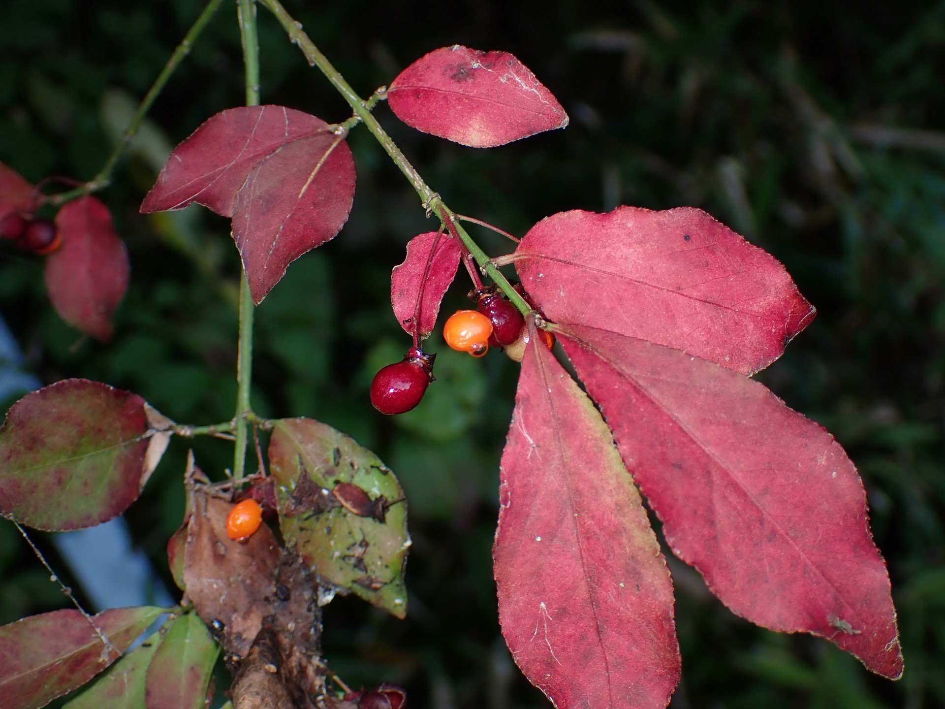 ニシキギ の高画質写真です。横浜市で、2025年11月1日に撮影したものです。
