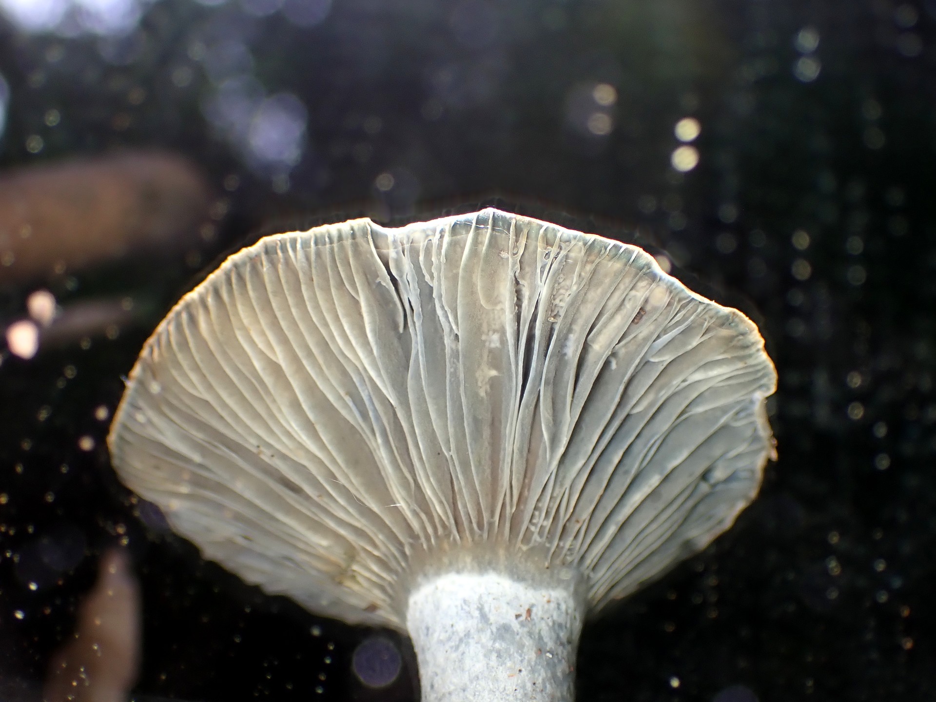 ルリハツタケ の高画質写真です。横浜市で、2025年11月4日に撮影したものです。