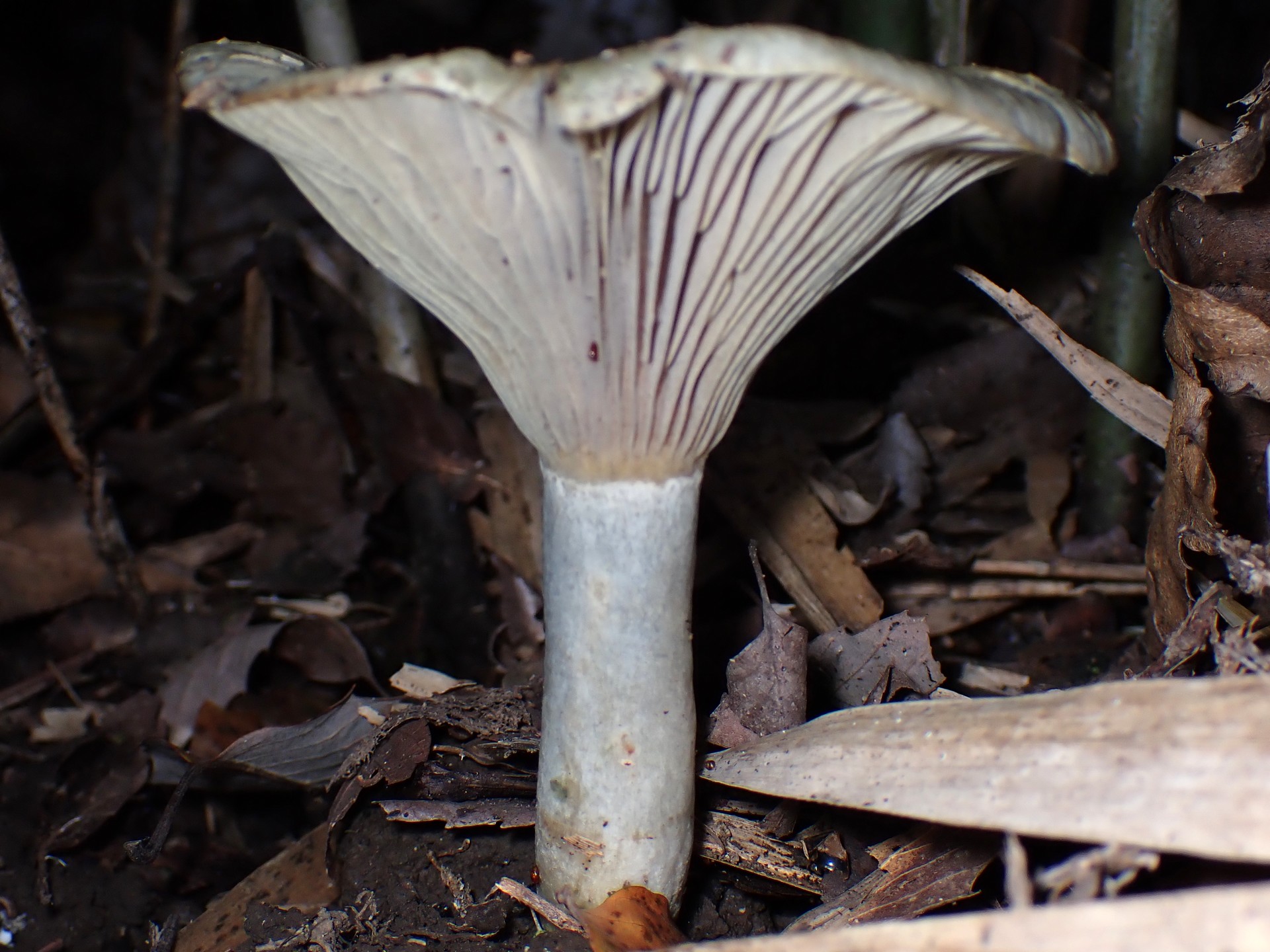 ルリハツタケ の高画質写真です。横浜市で、2025年11月4日に撮影したものです。