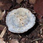 ルリハツタケ の高画質写真です。横浜市で、2025年11月4日に撮影したものです。