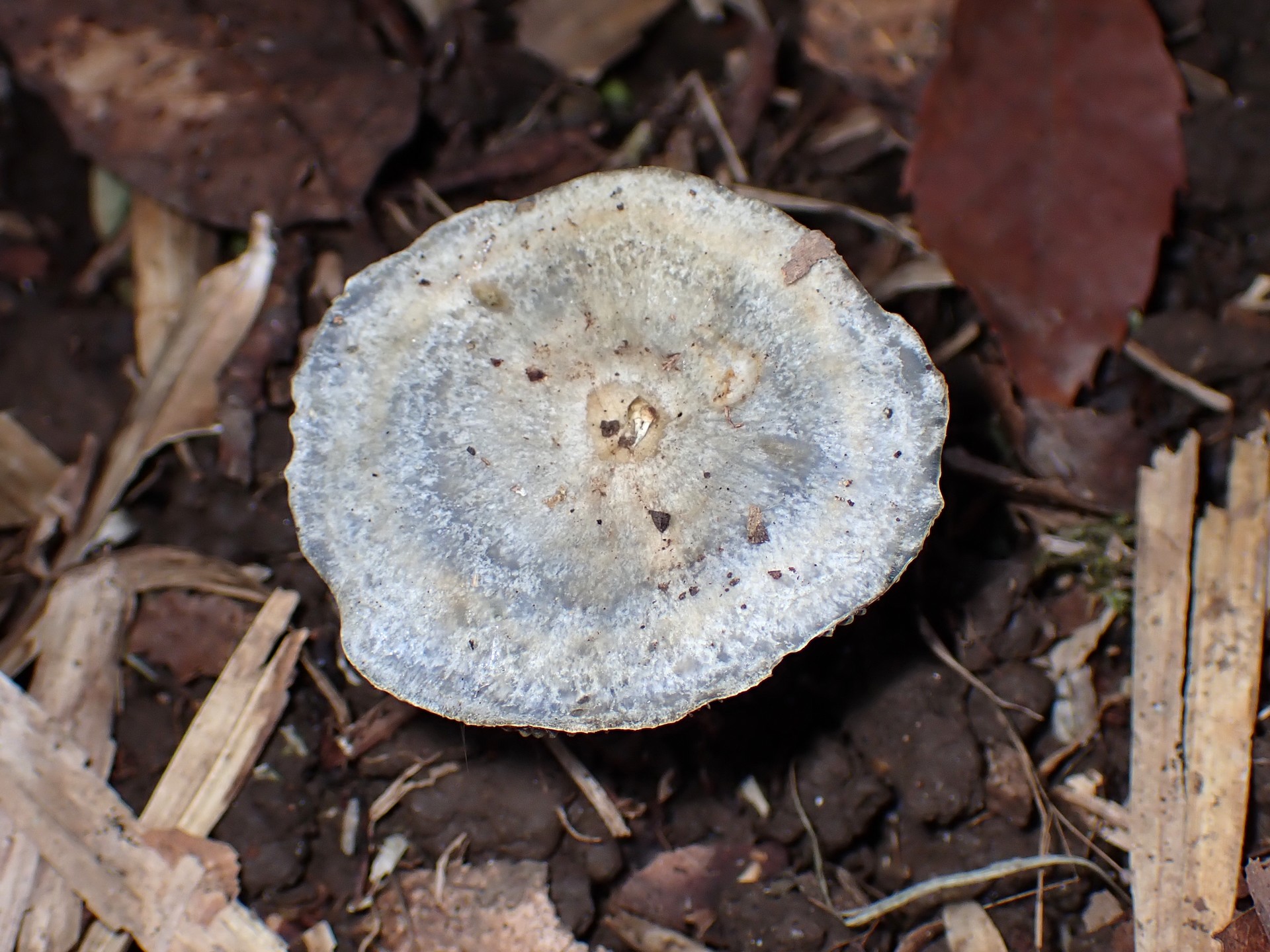 ルリハツタケ の高画質写真です。横浜市で、2025年11月4日に撮影したものです。