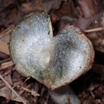 ルリハツタケ の高画質写真です。横浜市で、2025年11月7日に撮影したものです。