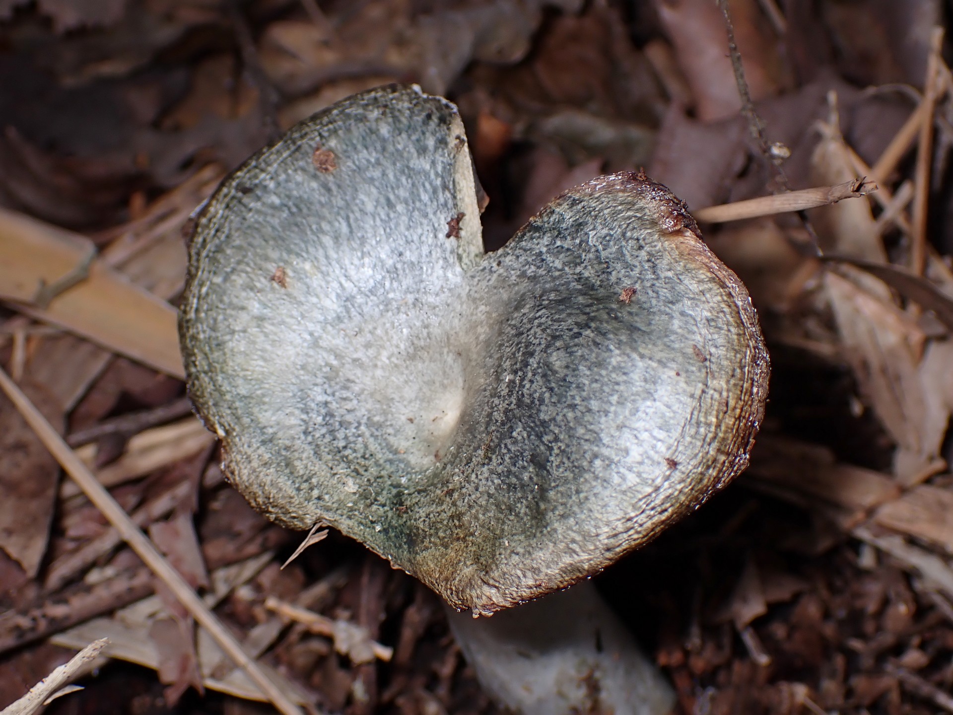 ルリハツタケ の高画質写真です。横浜市で、2025年11月7日に撮影したものです。