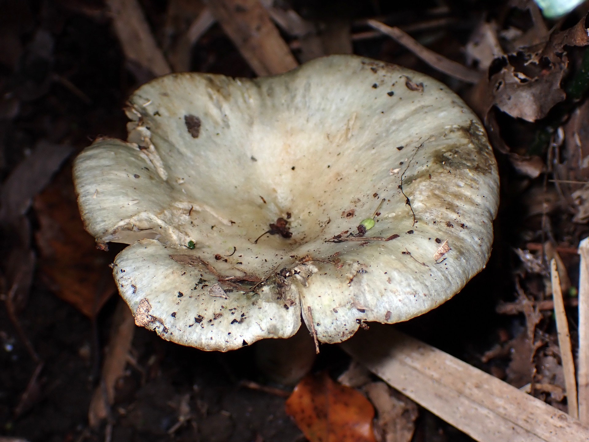 ルリハツタケ の高画質写真です。横浜市で、2025年11月4日に撮影したものです。