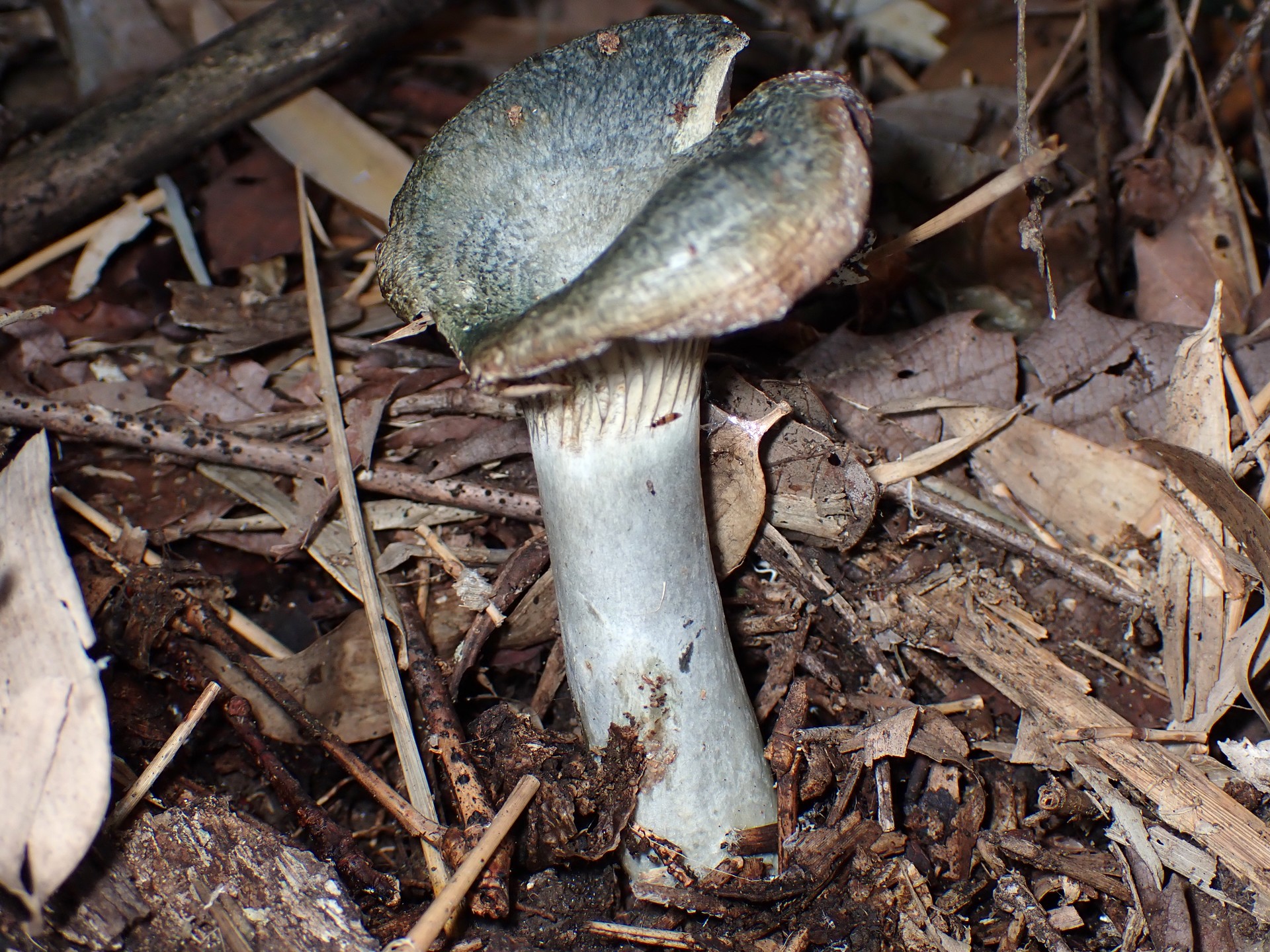 ルリハツタケ の高画質写真です。横浜市で、2025年11月7日に撮影したものです。