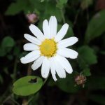 リュウノウギク の高画質写真です。横浜市で、2025年11月4日に撮影したものです。