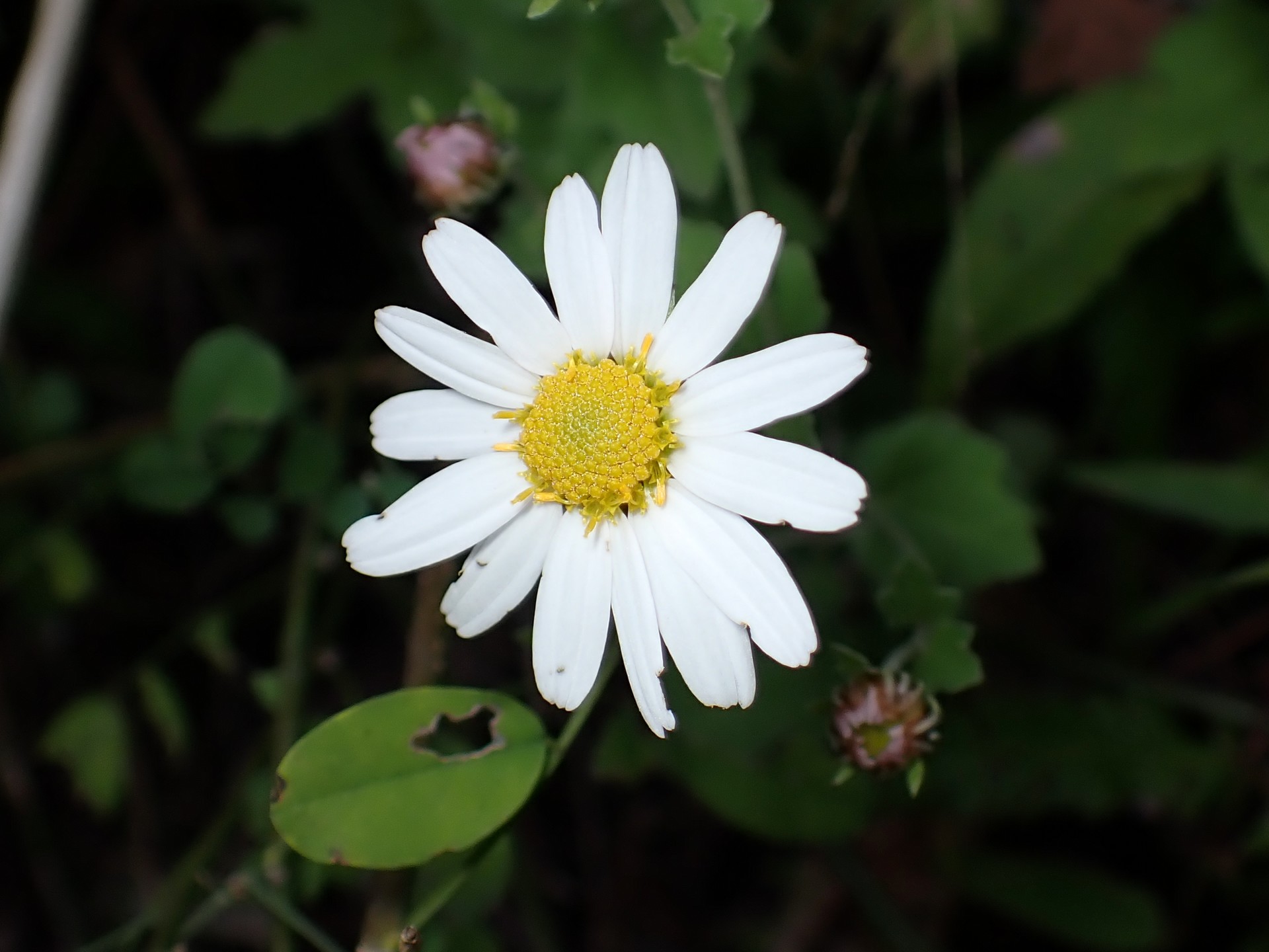 リュウノウギク の高画質写真です。横浜市で、2025年11月4日に撮影したものです。