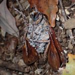 セミノハリセンボン の高画質写真です。横浜市で、2025年11月6日に撮影したものです。