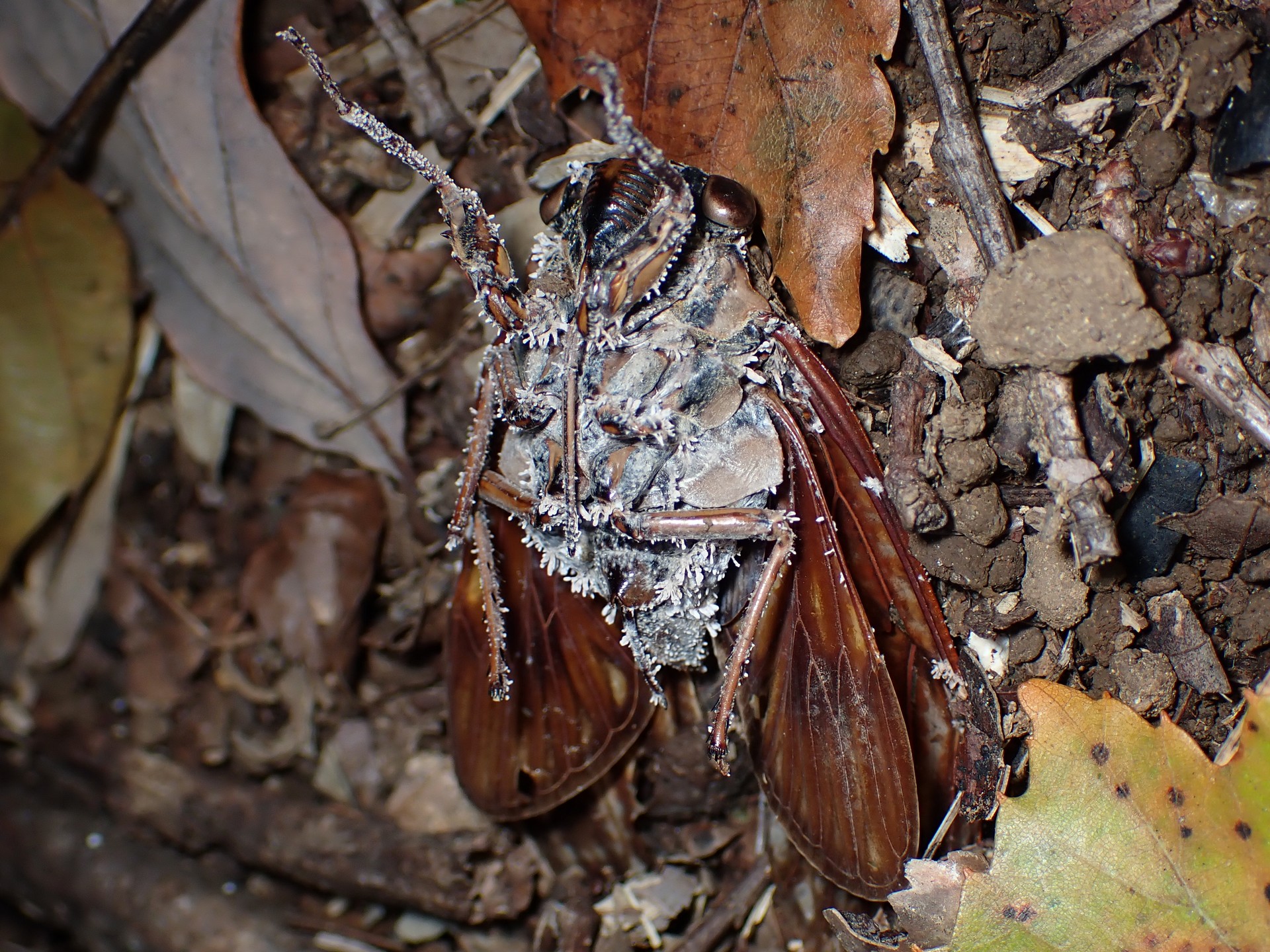 セミノハリセンボン の高画質写真です。横浜市で、2025年11月6日に撮影したものです。