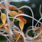 センニンソウ の高画質写真です。横浜市で、2025年11月4日に撮影したものです。